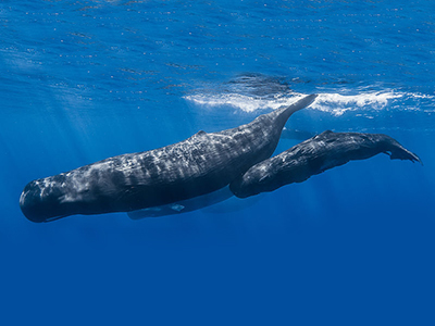 Do sperm whales dive down to eat giant squids