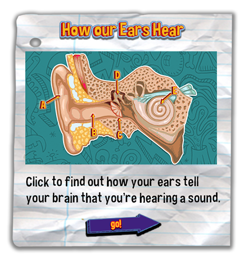 Click to find out how your ears tell your brain that you’re hearing a sound.