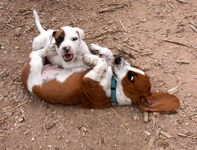 Two brown and white puppies playing.  Their bodies are entangled.