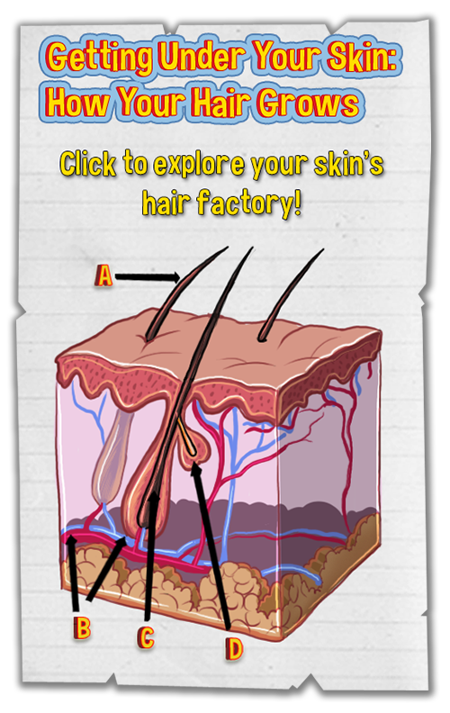 Click to explore your skin's hair factory!