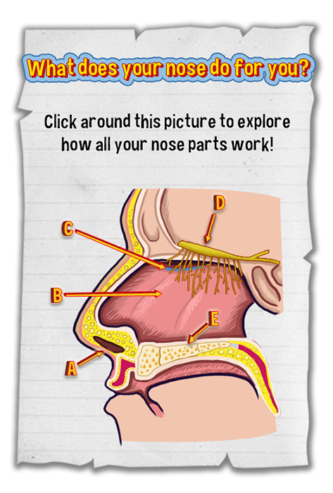 Click around this picture to explore how all your nose parts work!