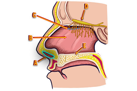 Cross section of human nose with different parts called out.