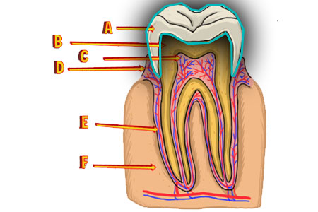 Diagram of the cross section of a molar with different sections pointed out.
