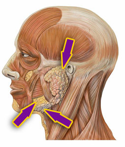 cross section diagram of a human head